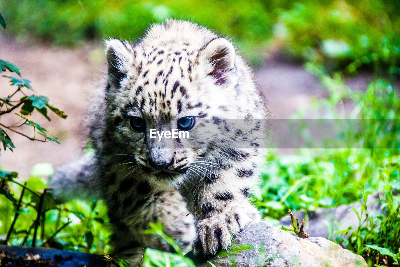 Snow leopard cub on rock