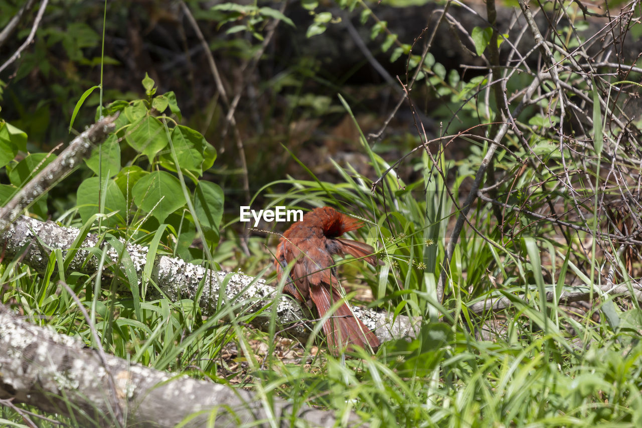 Molting male cardinal cardinalis cardinalis grooming from his perch on a fallen tree branch