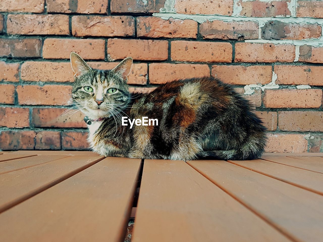 PORTRAIT OF CAT SITTING ON STONE WALL