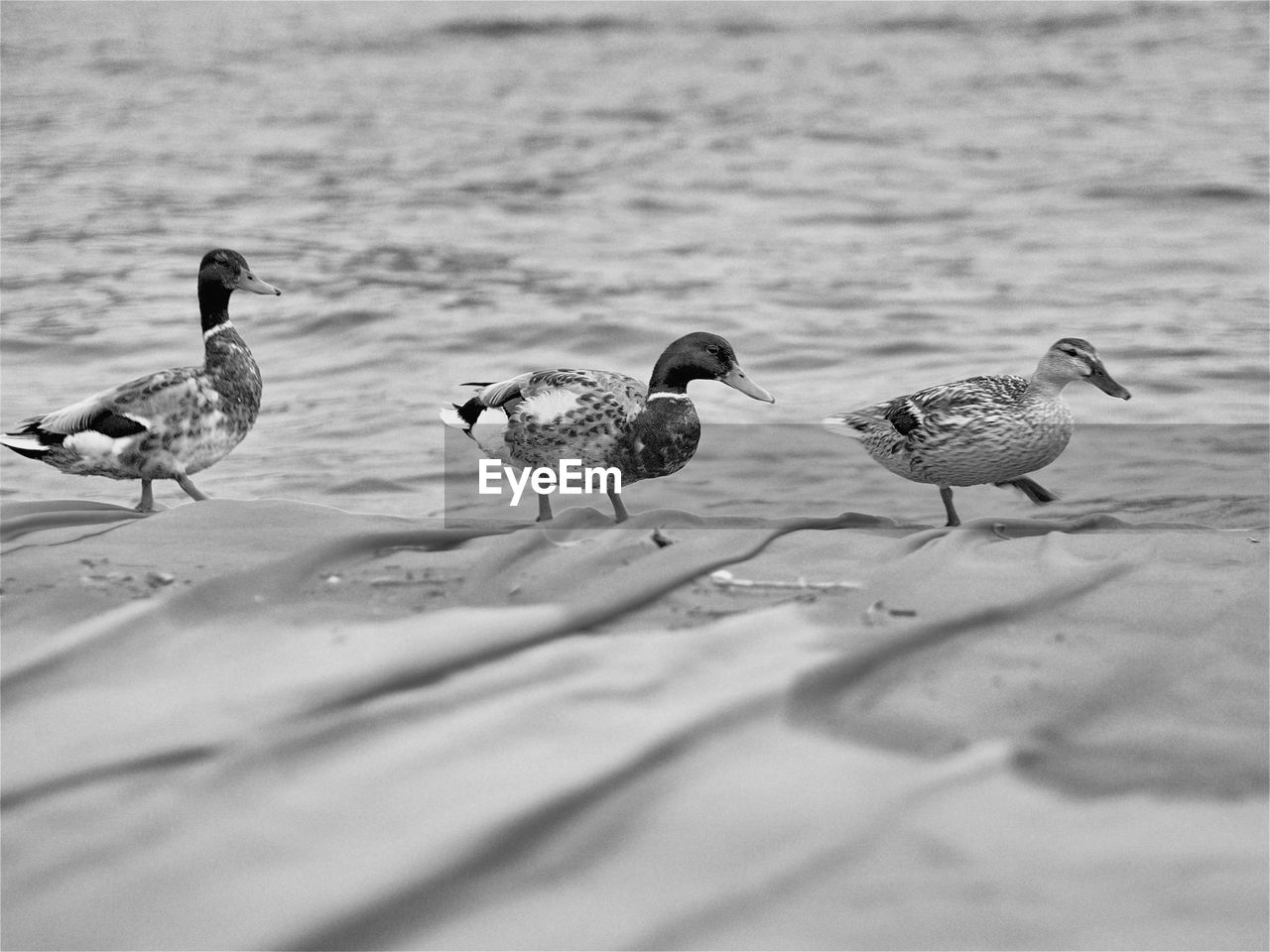 Flock of birds in lake