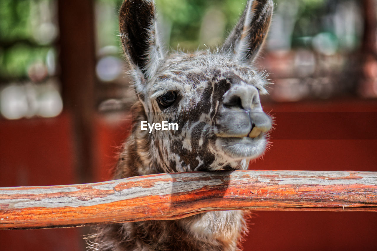 Close-up of lllama in zoo