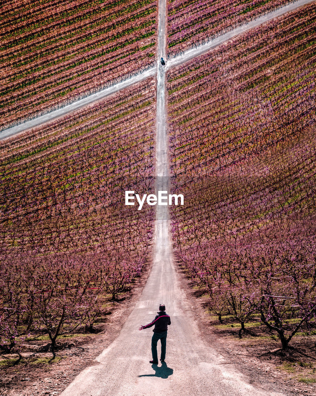 Full length rear view of man in a blooming peach field, inception style.