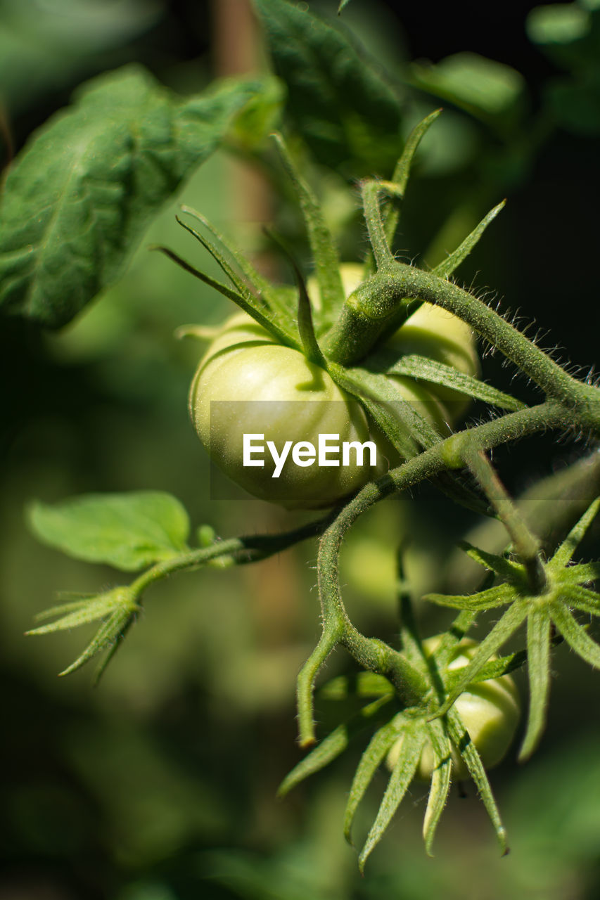 Close-up of tomato growing on plant