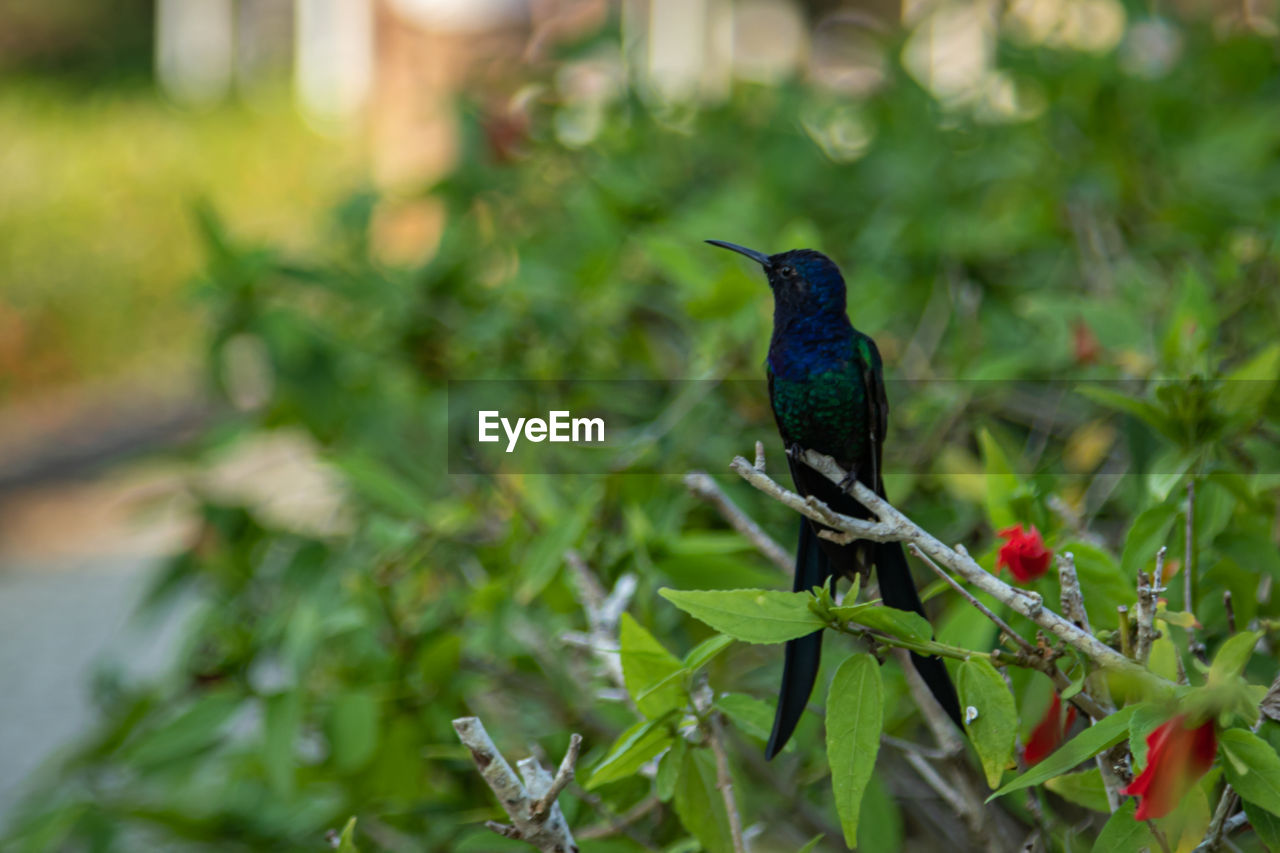 CLOSE-UP OF A BIRD PERCHING ON PLANT