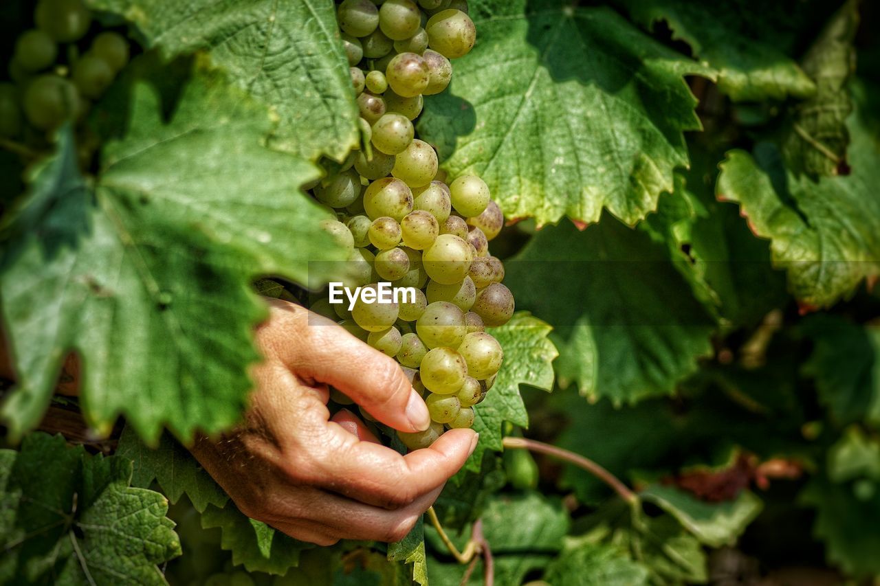 Close-up of hand picking green grapes