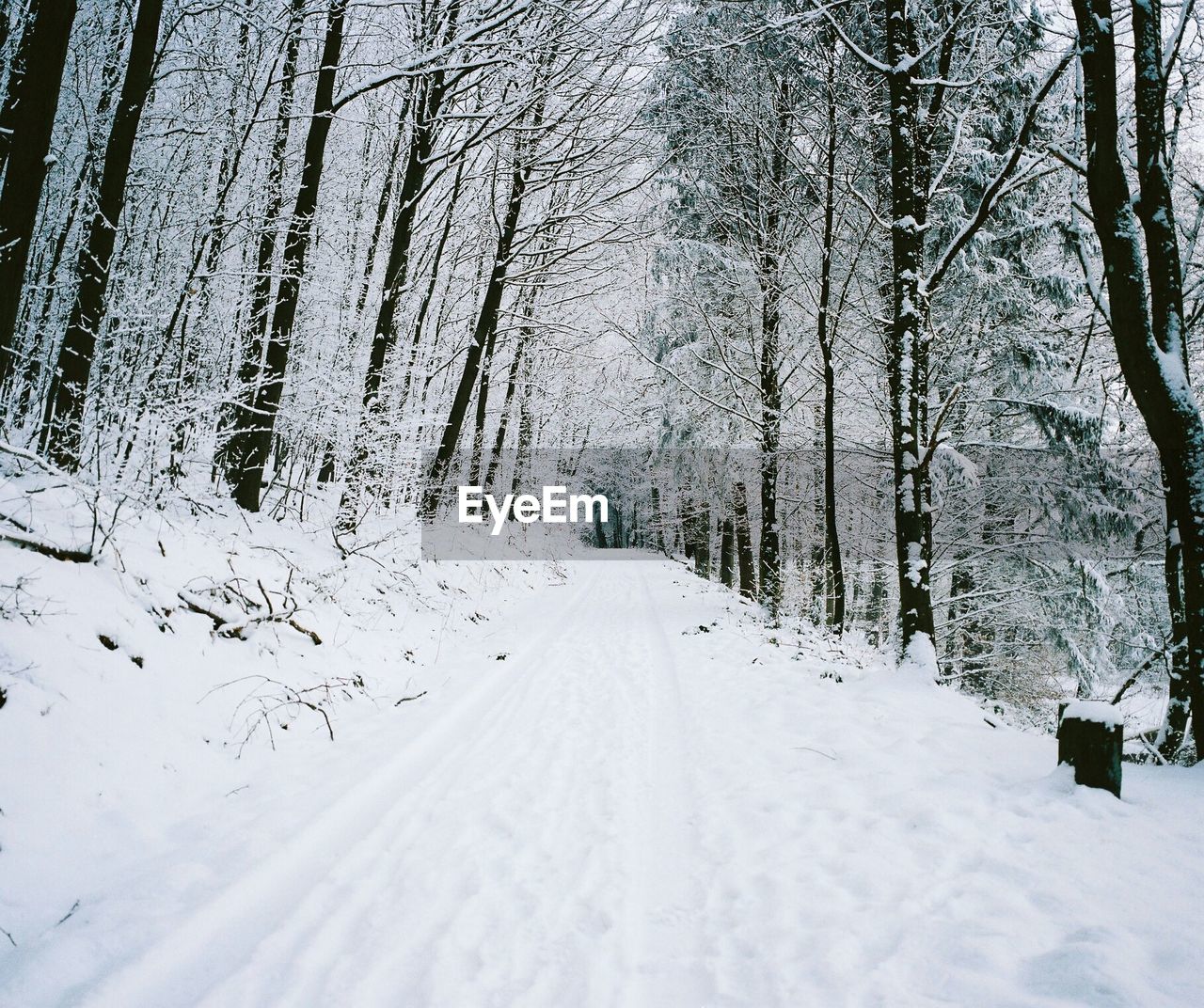 SNOW COVERED TREES IN FOREST