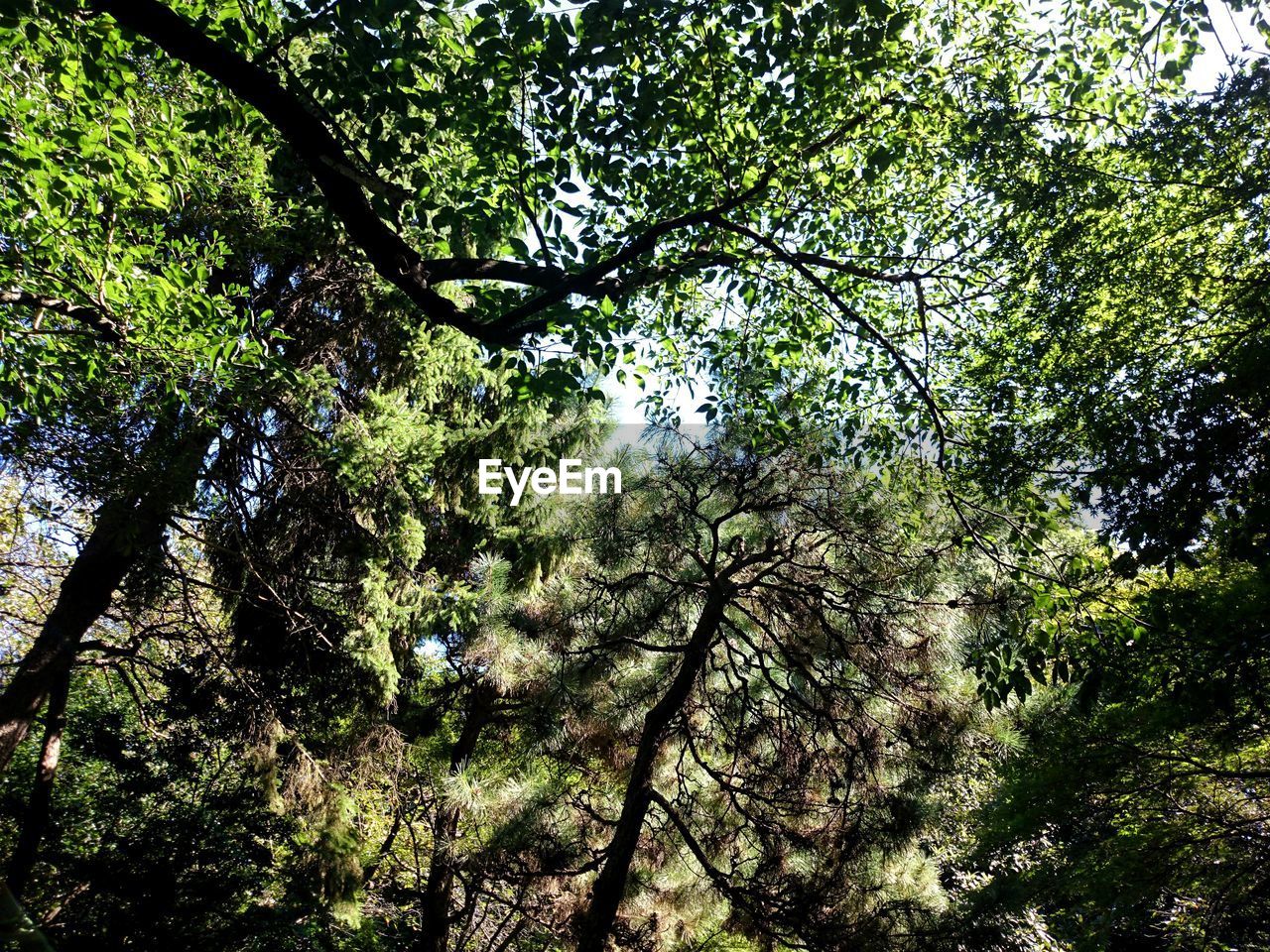 LOW ANGLE VIEW OF TREES