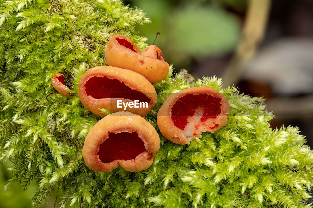 close-up of mushroom growing on tree trunk