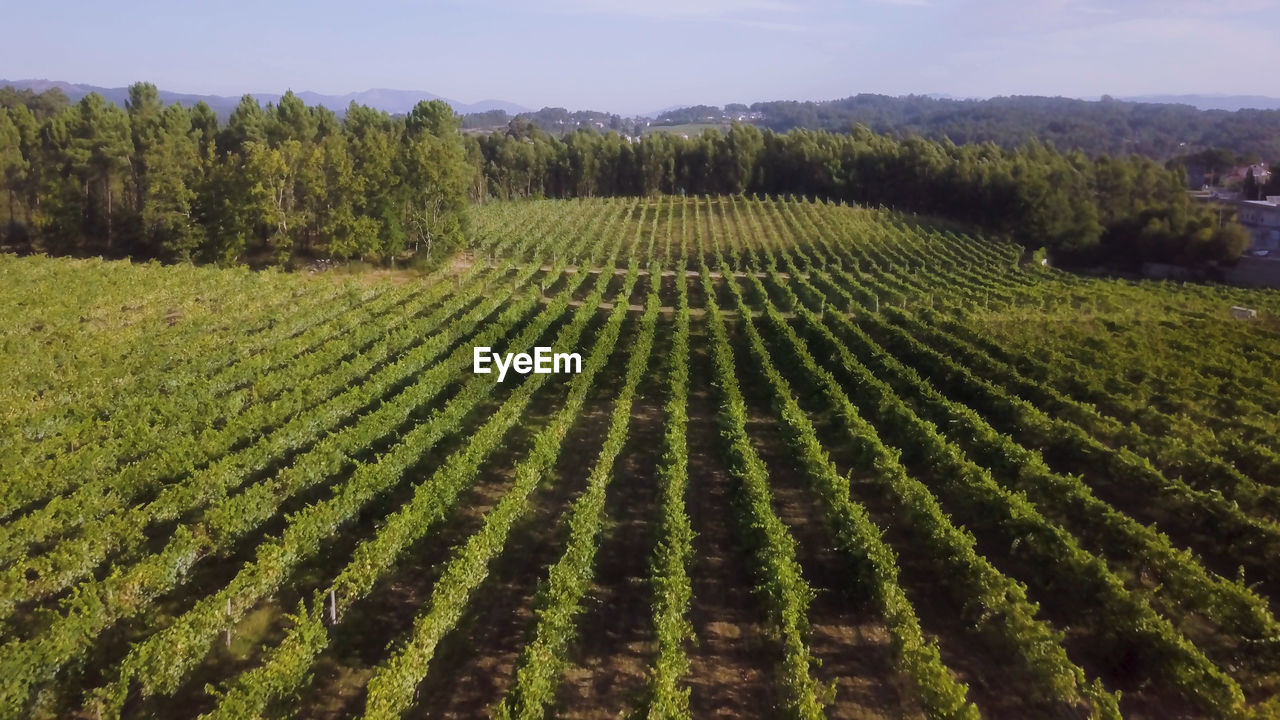 agriculture, landscape, plant, field, land, growth, rural scene, environment, crop, food and drink, vineyard, farm, nature, scenics - nature, in a row, food, sky, tree, plantation, soil, green, no people, beauty in nature, drink, outdoors, hill, refreshment, healthy eating, day, tranquility, freshness, environmental conservation, fruit, vegetable, alcohol, abundance, social issues, pattern, travel, wine, flower, rural area, grape