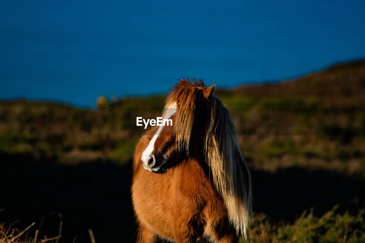 horse, animal themes, animal, mammal, one animal, animal wildlife, domestic animals, livestock, pet, nature, no people, mustang horse, sky, pasture, grass, landscape, mane, wildlife, animal body part, land, environment, focus on foreground, outdoors, blue, brown, day, plant, animal hair, field, herbivorous, standing, beauty in nature, stallion, mountain, rural area, animal head, prairie, copy space, portrait