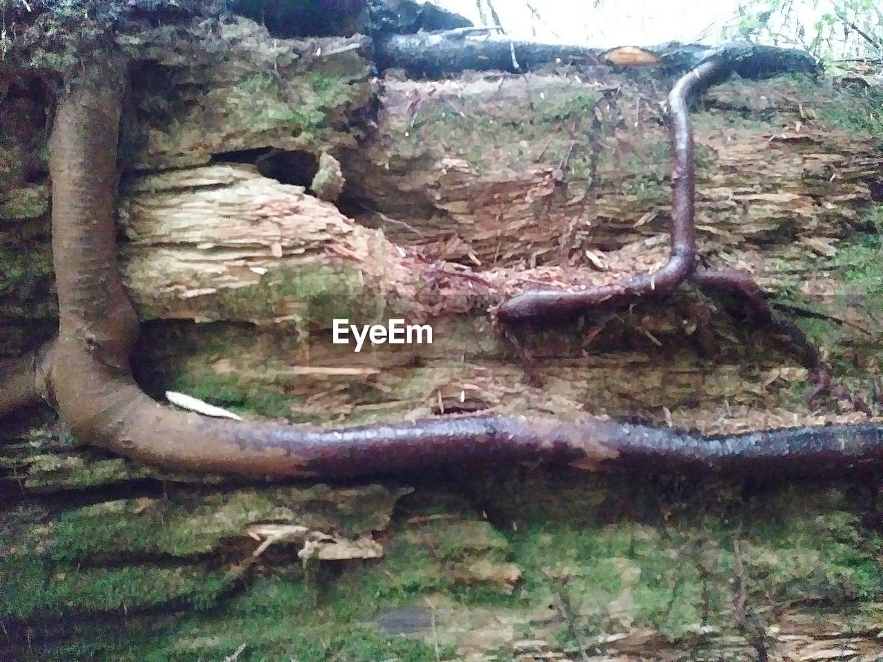 CLOSE-UP OF TREE IN FOREST