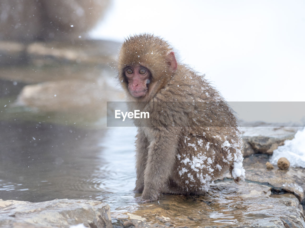 Young japanese macaque sitting on rock by hot spring during winter