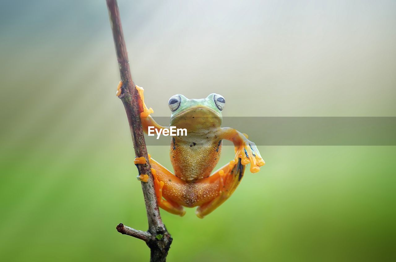 Close-up of frog on twig