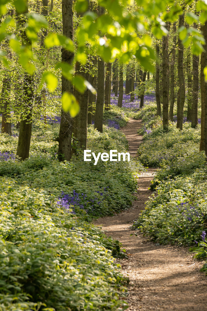 Pathways in the bluebells wood