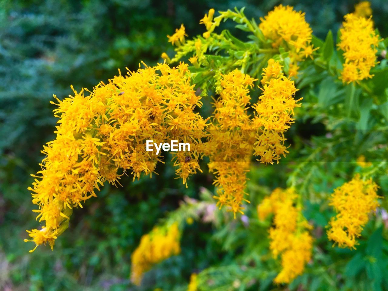 Close-up of yellow flowering plant growing outdoors