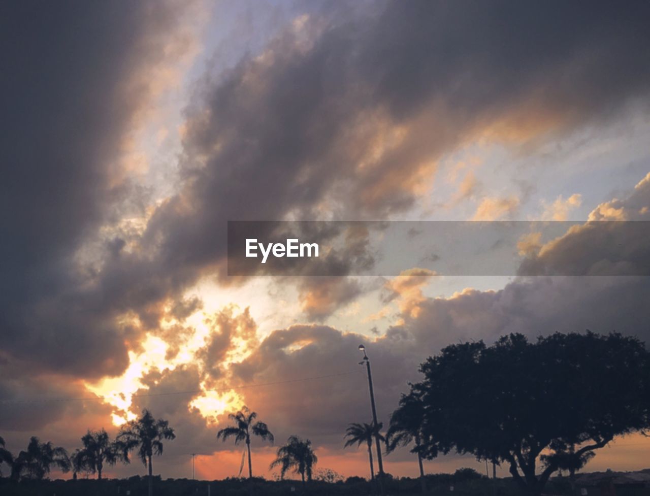 SILHOUETTE OF TREES ON LANDSCAPE AGAINST DRAMATIC SKY