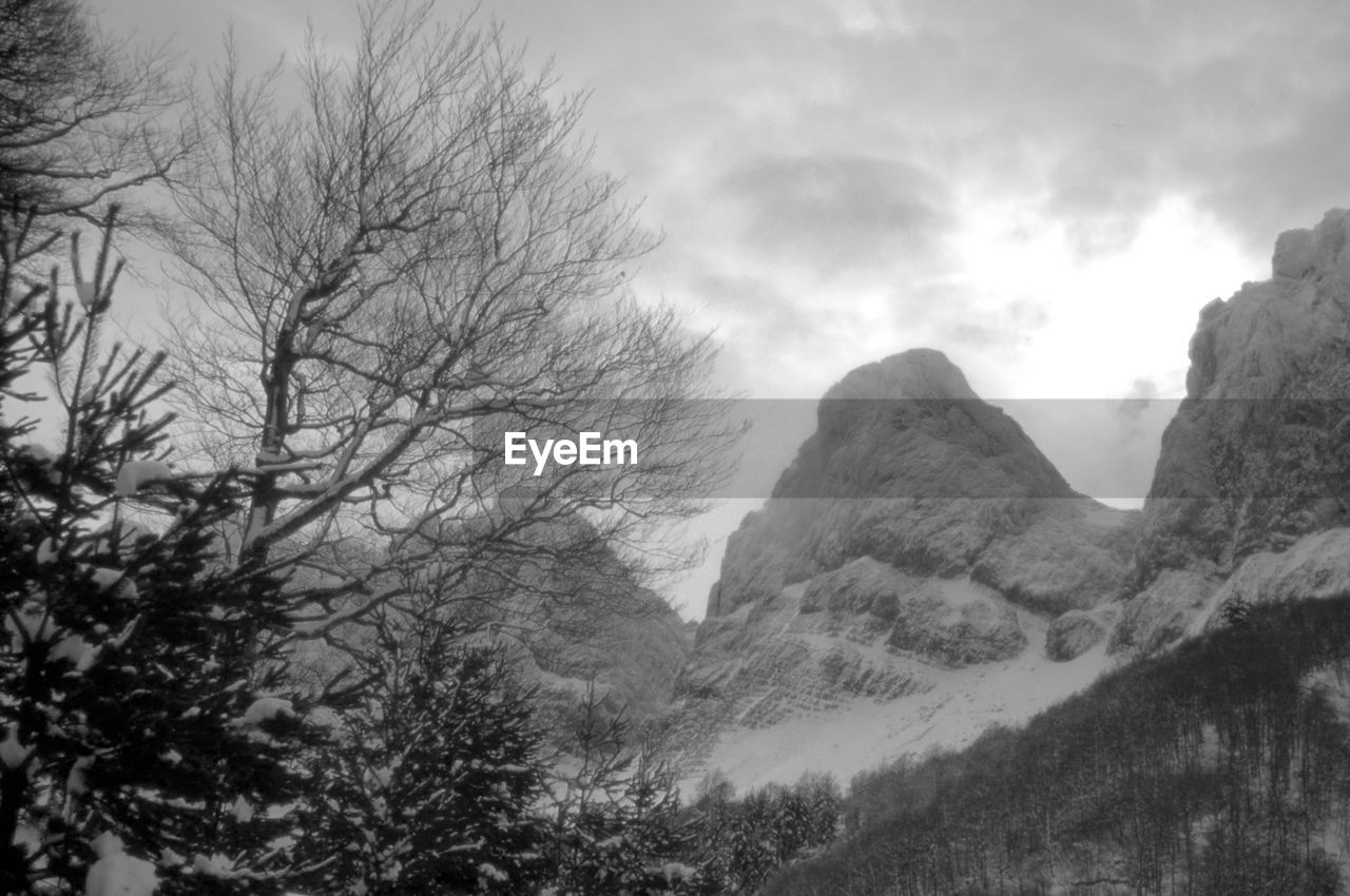 LOW ANGLE VIEW OF TREES AND MOUNTAIN AGAINST SKY