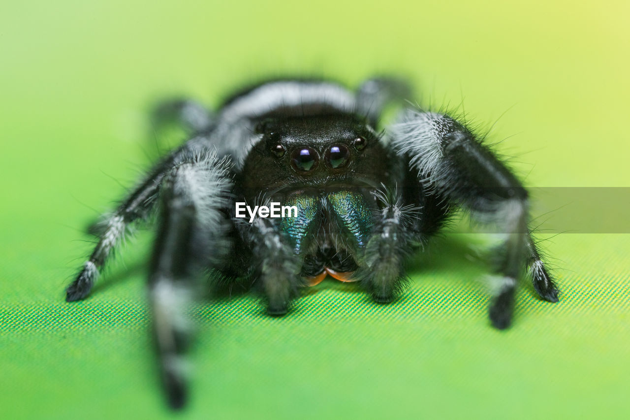 Close-up of spider