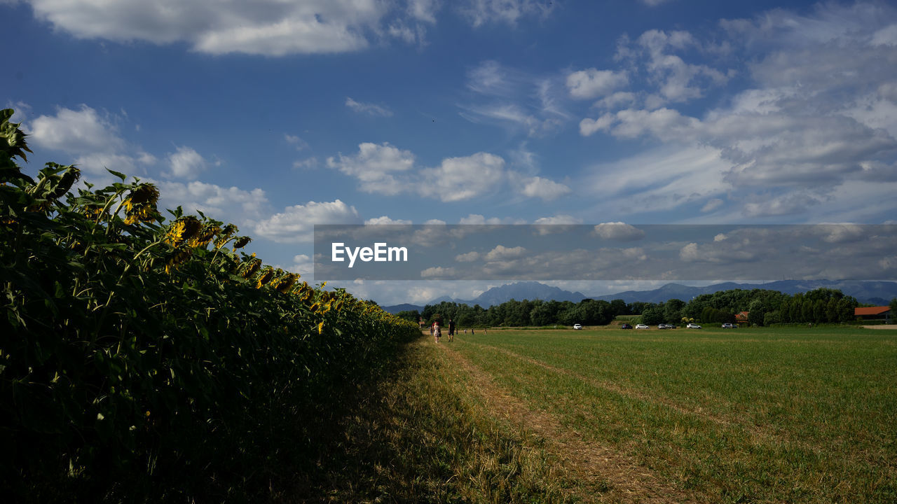 AGRICULTURAL FIELD AGAINST SKY