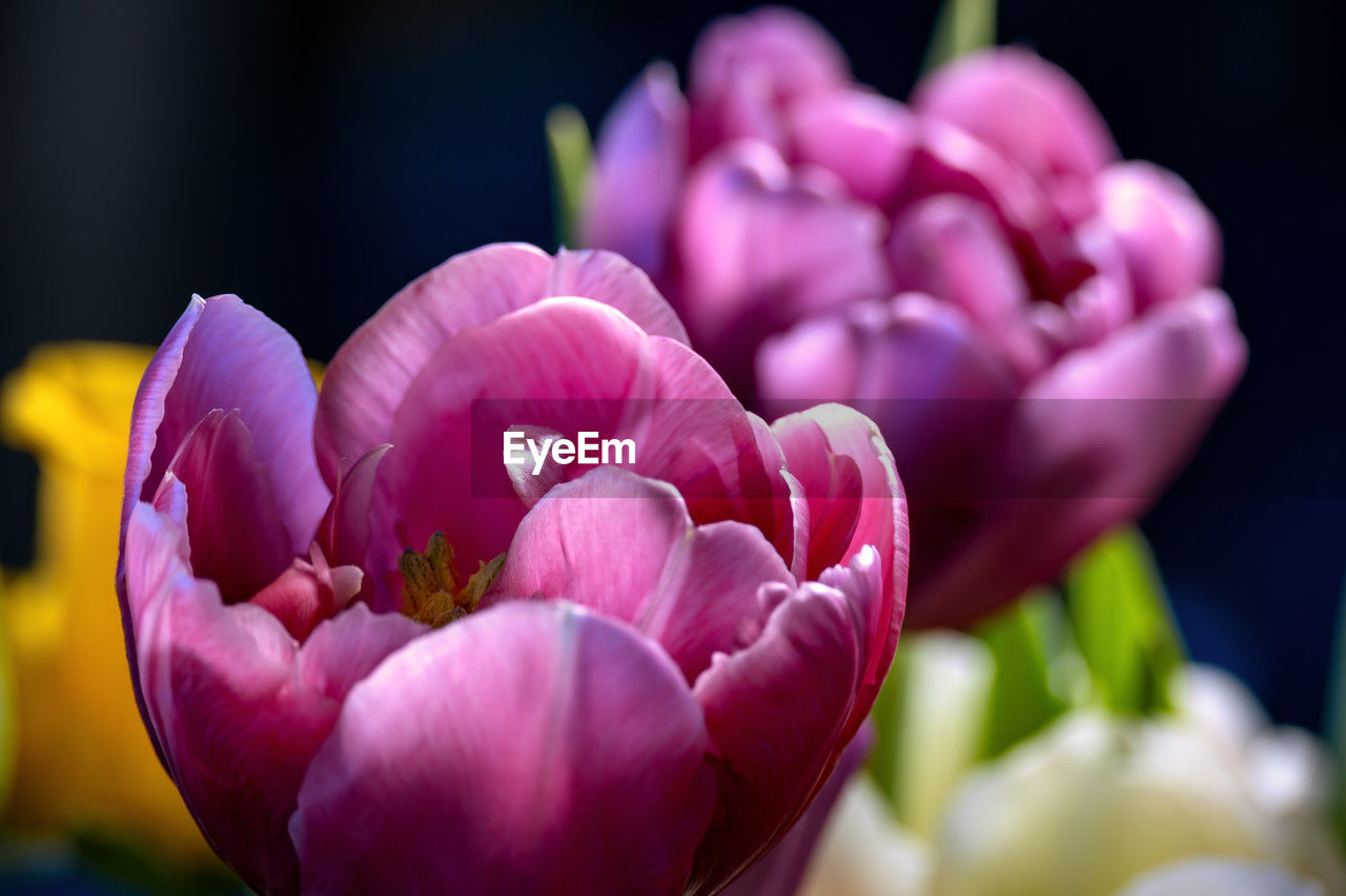 flower, flowering plant, plant, freshness, beauty in nature, close-up, pink, tulip, macro photography, petal, nature, blossom, fragility, focus on foreground, no people, flower head, inflorescence, growth, selective focus, purple, springtime, outdoors, vibrant color, magenta