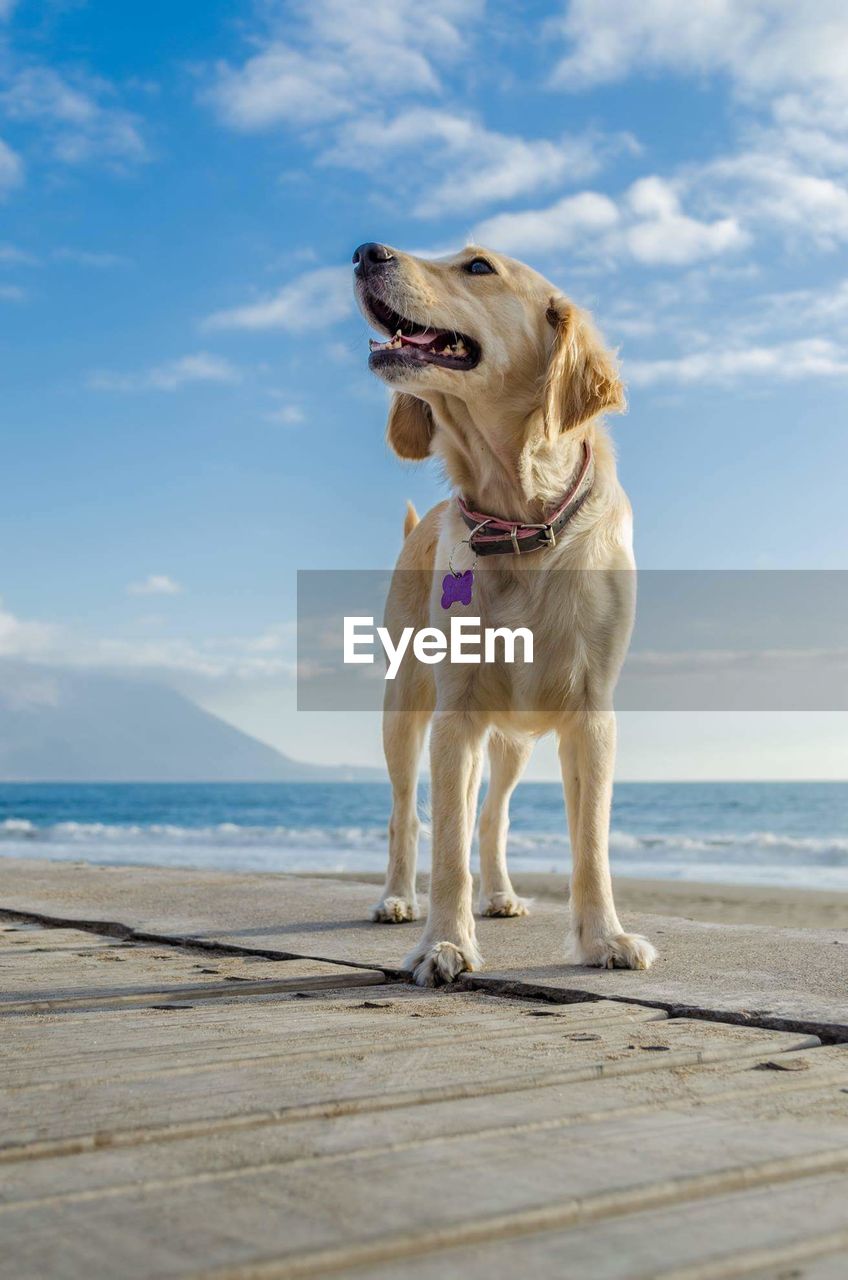 Close-up of dog on beach against sky