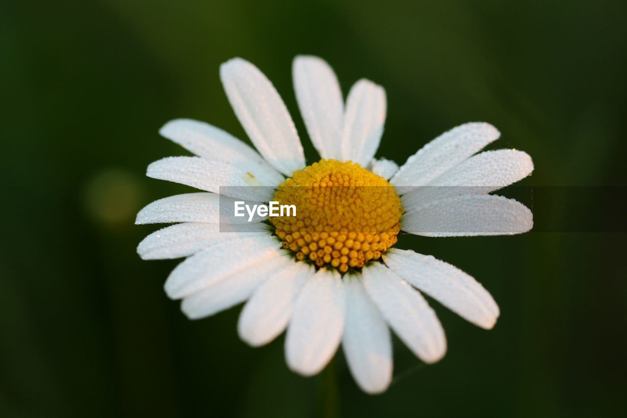 Close-up of white daisy flower