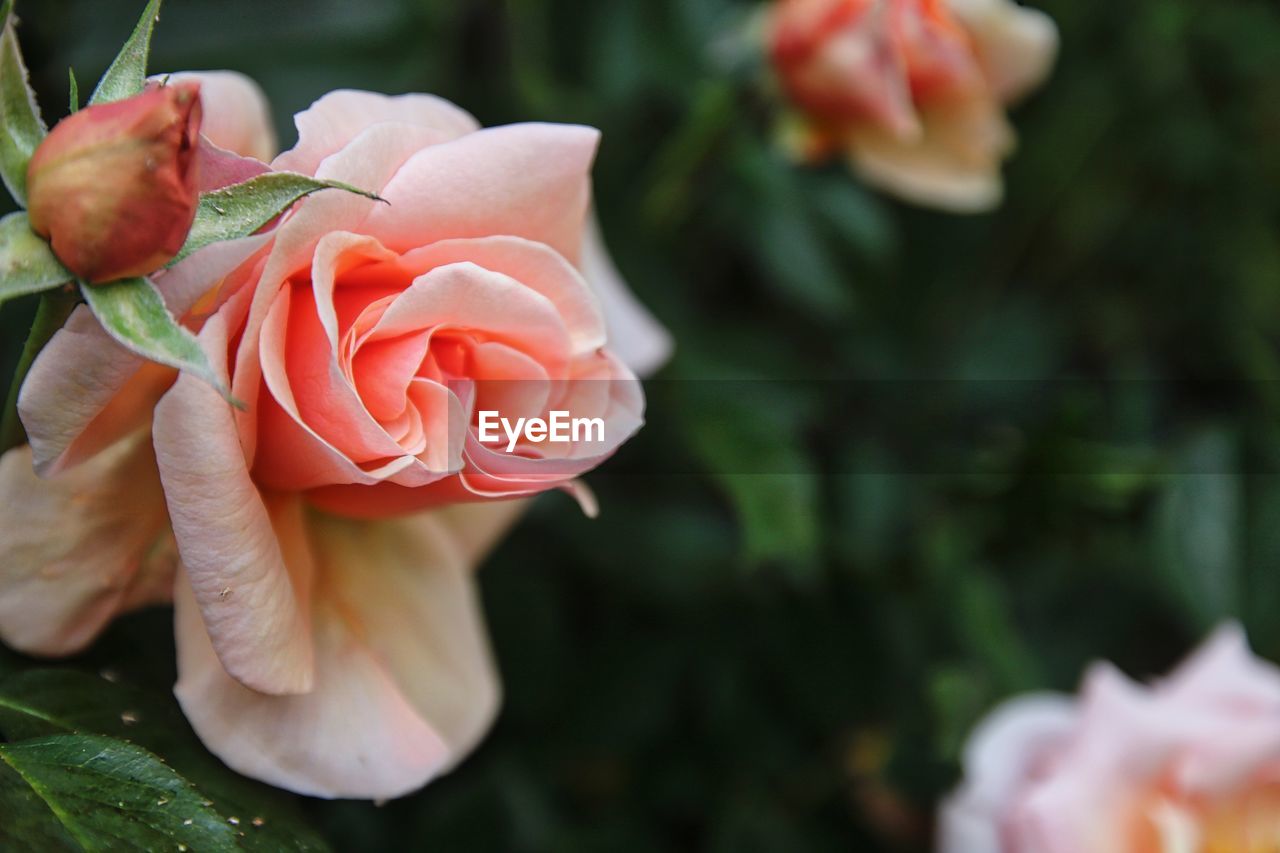 Close-up of rose blooming outdoors