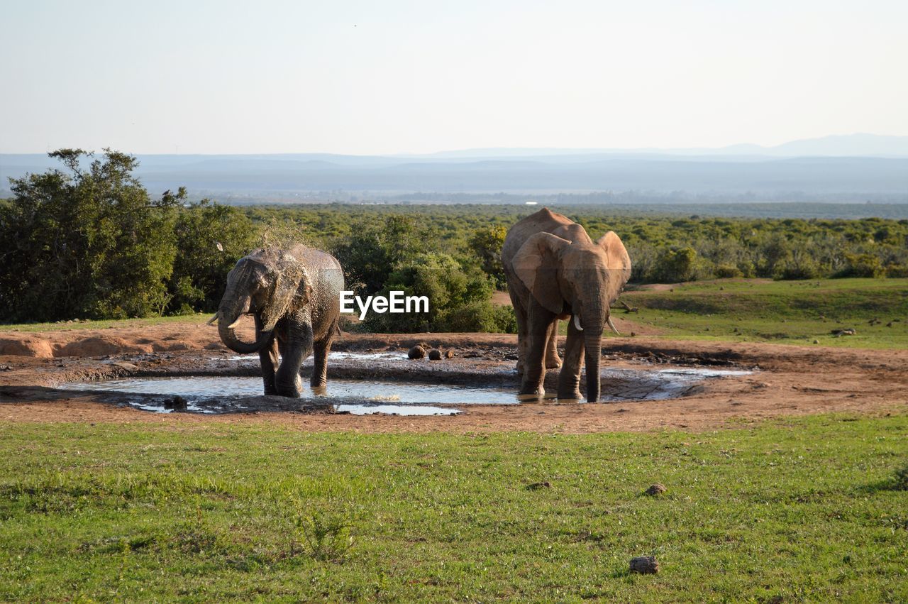 African elephants in pond at addo elephant national park