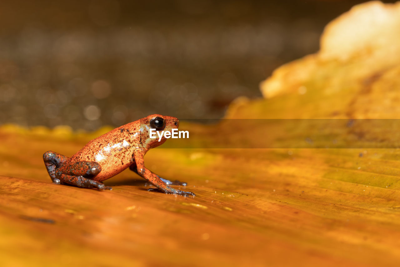 close-up of frog on plant