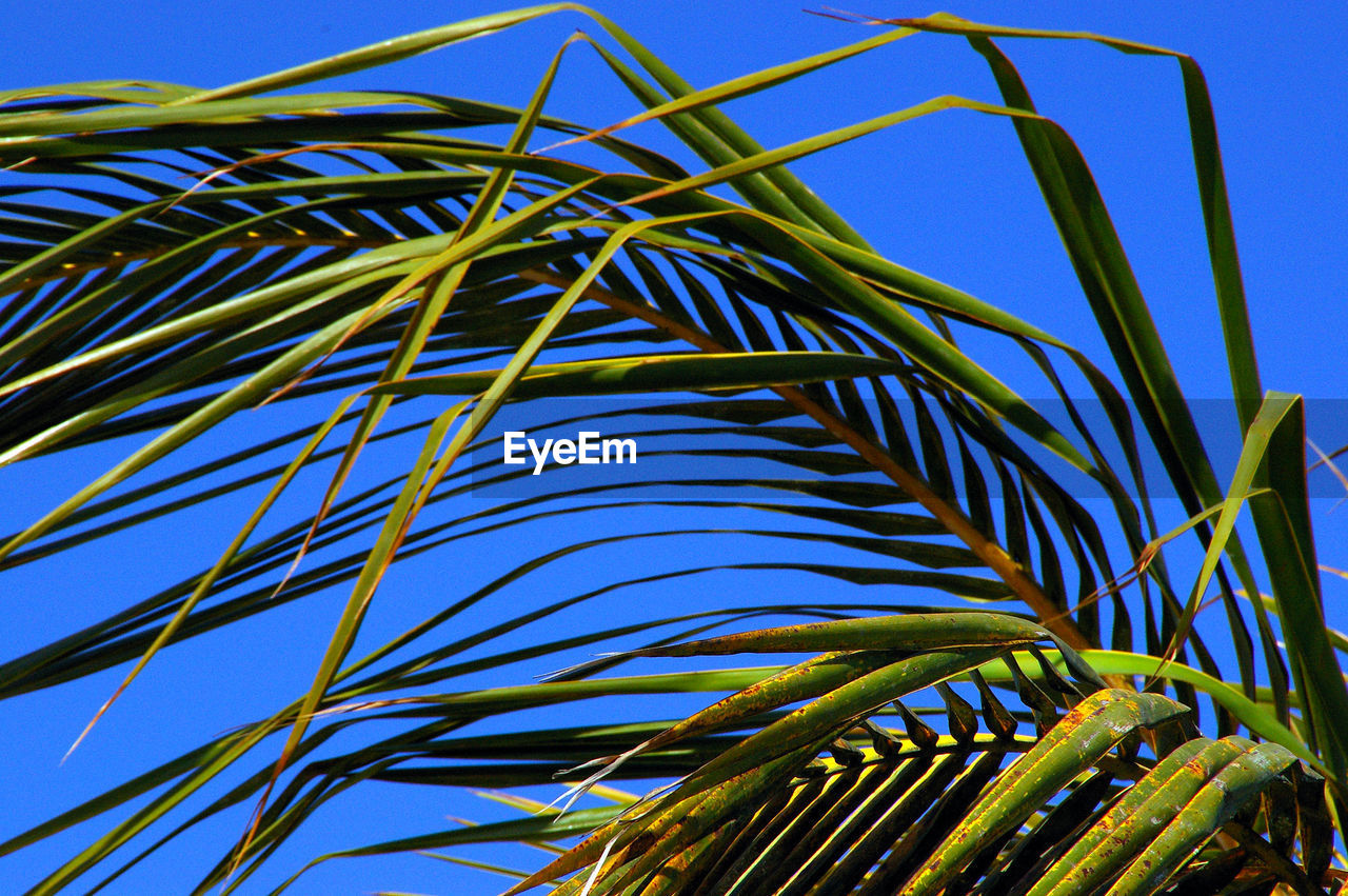 Low angle view of palm tree against clear sky