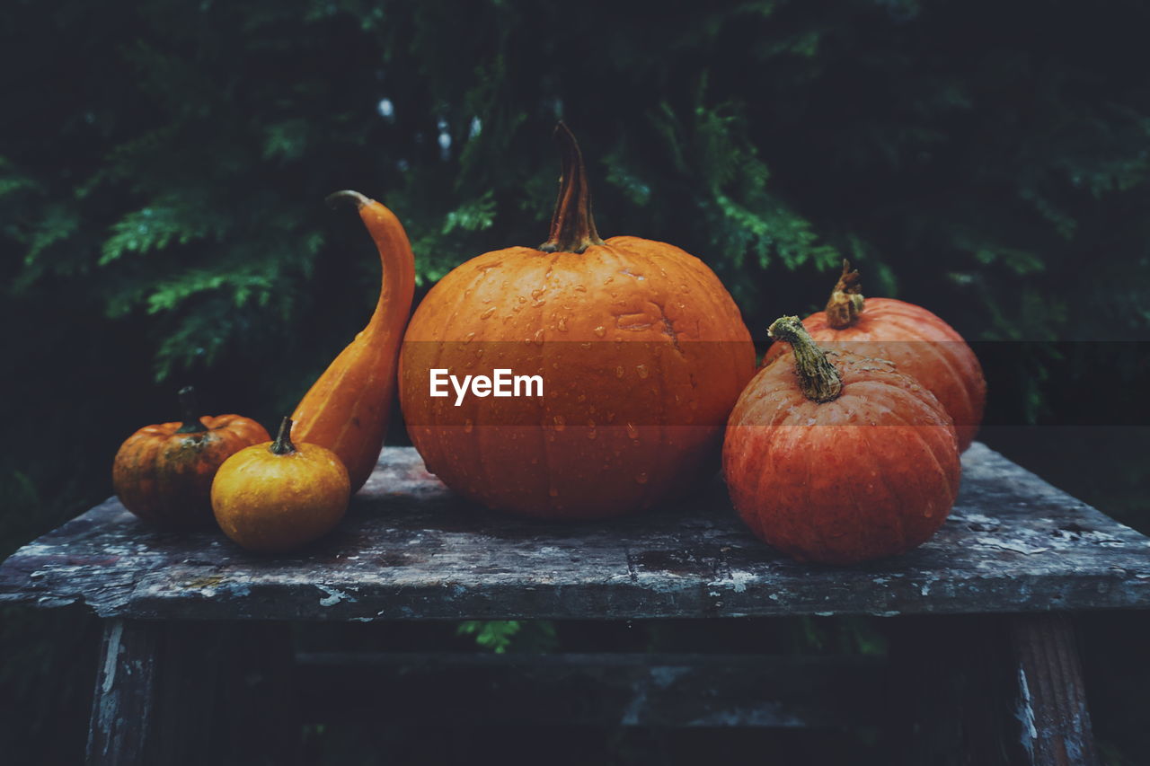 Close-up of wet pumpkins on table