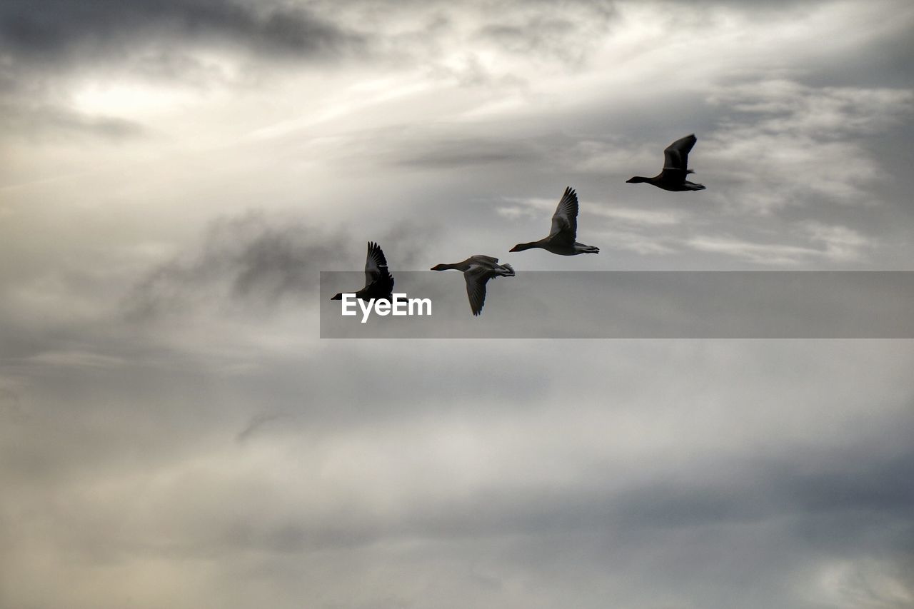 Low angle view of birds flying against sky