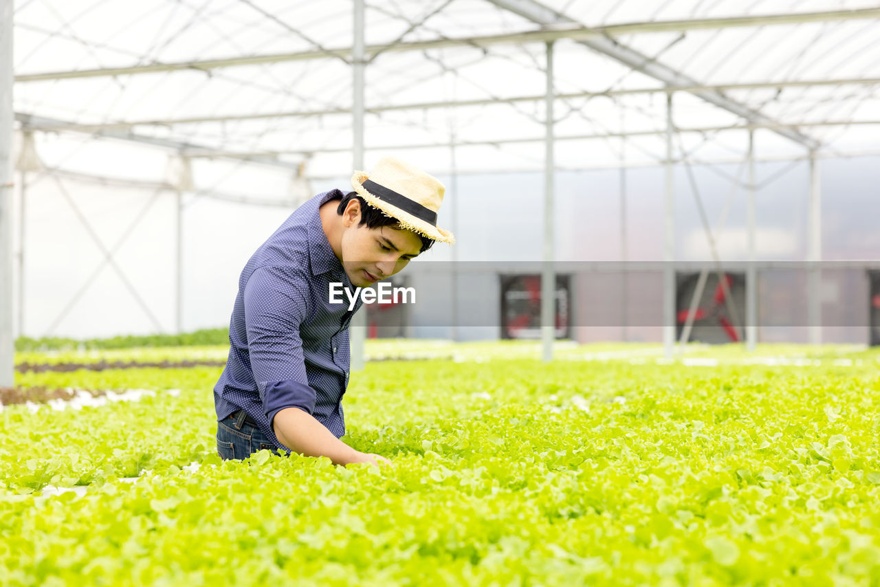 A farmer harvests veggies from a hydroponics garden. organic fresh grown vegetables and farmers .