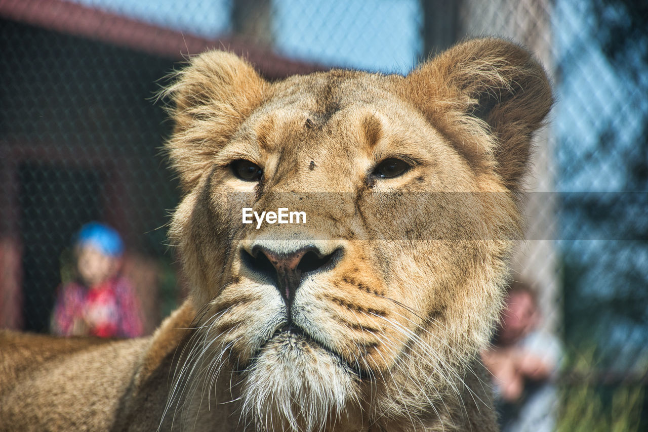 Close-up of lioness