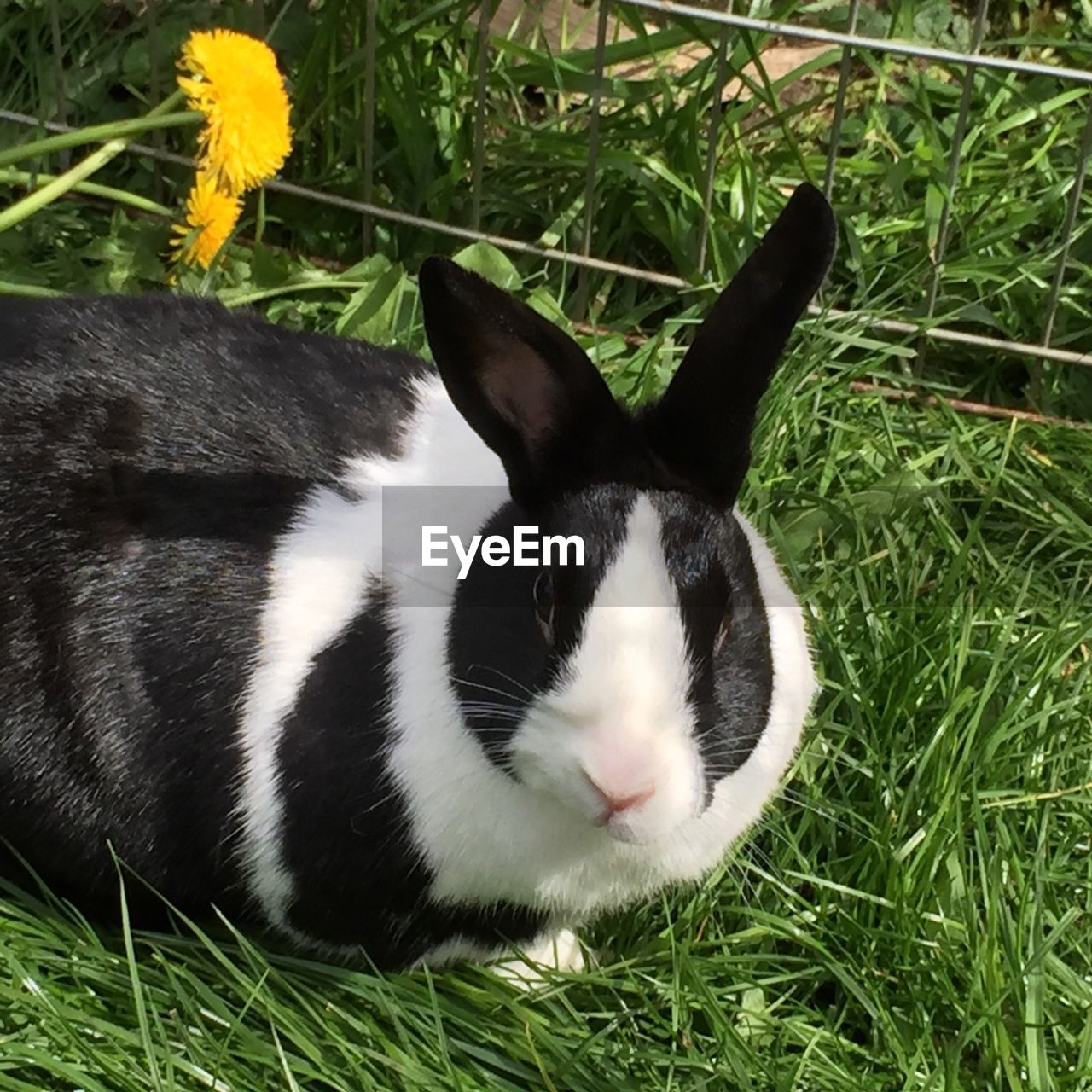 View of rabbit on grassy field