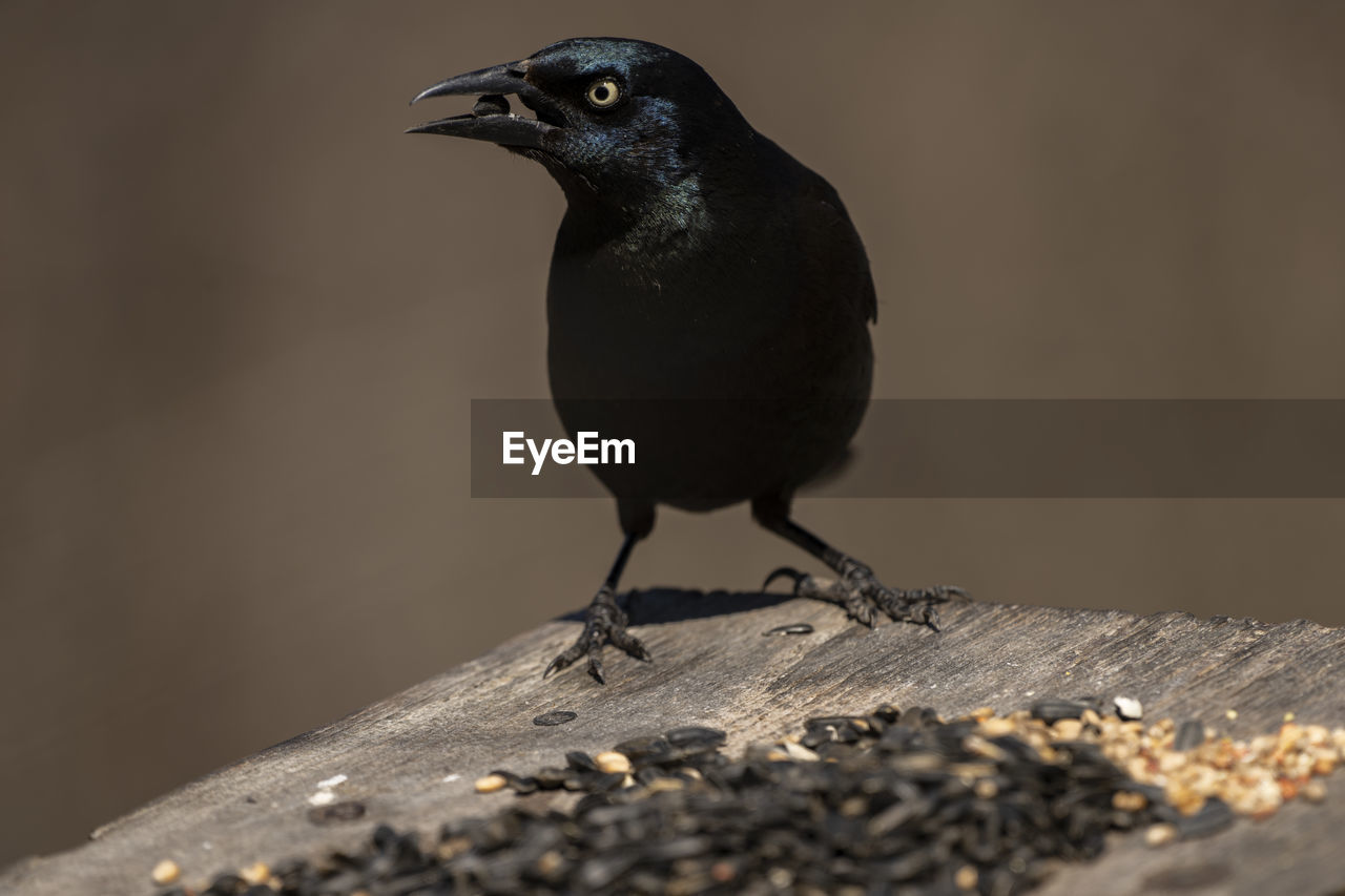 A grackle visits a feeder to feast.