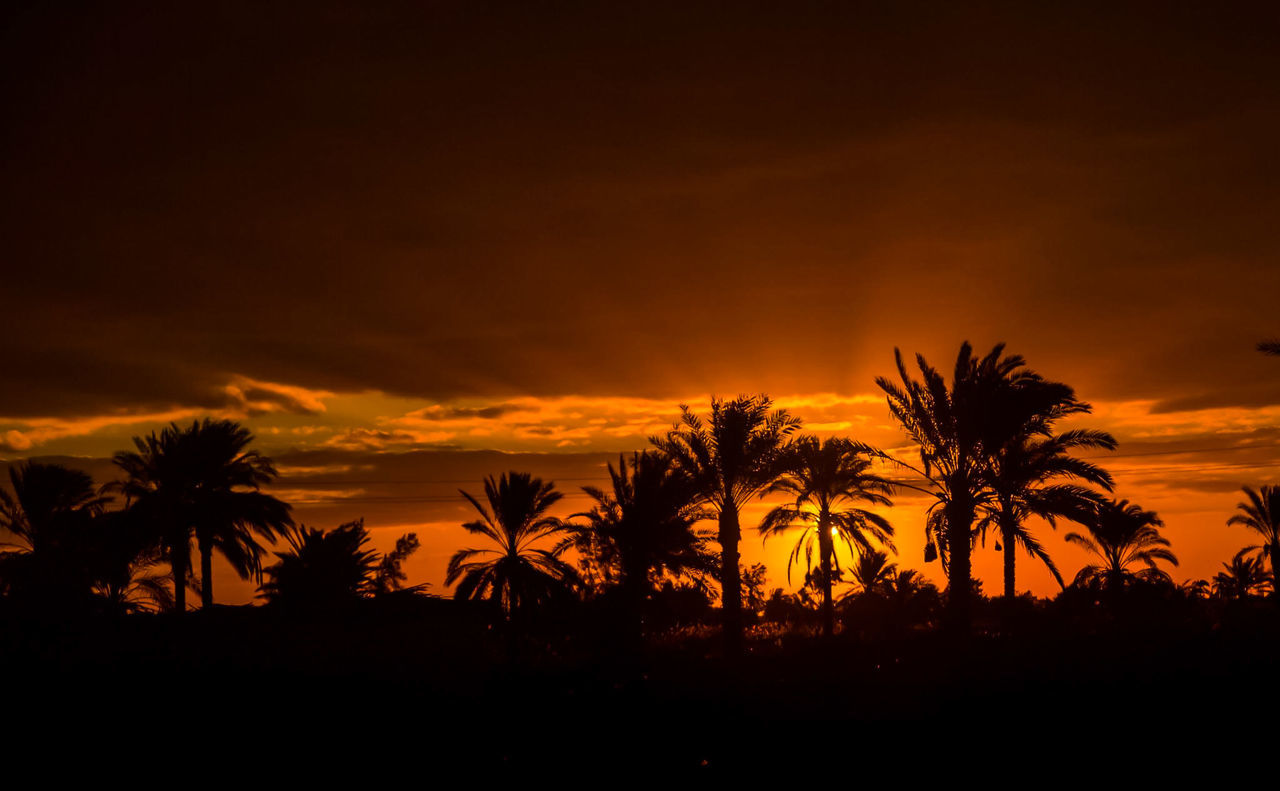 Silhouette palm trees against sky during sunset