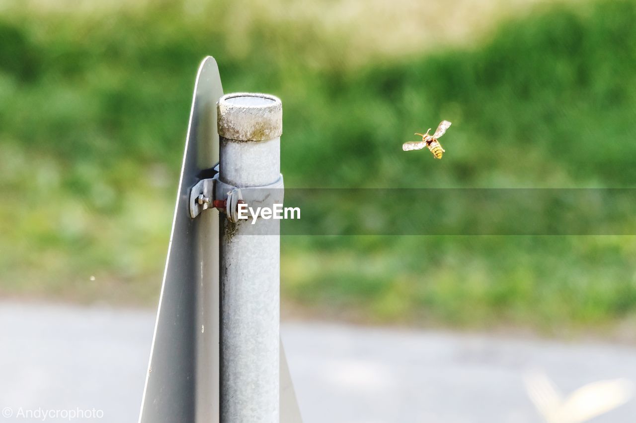 CLOSE-UP OF A BIRD FLYING OVER A METAL