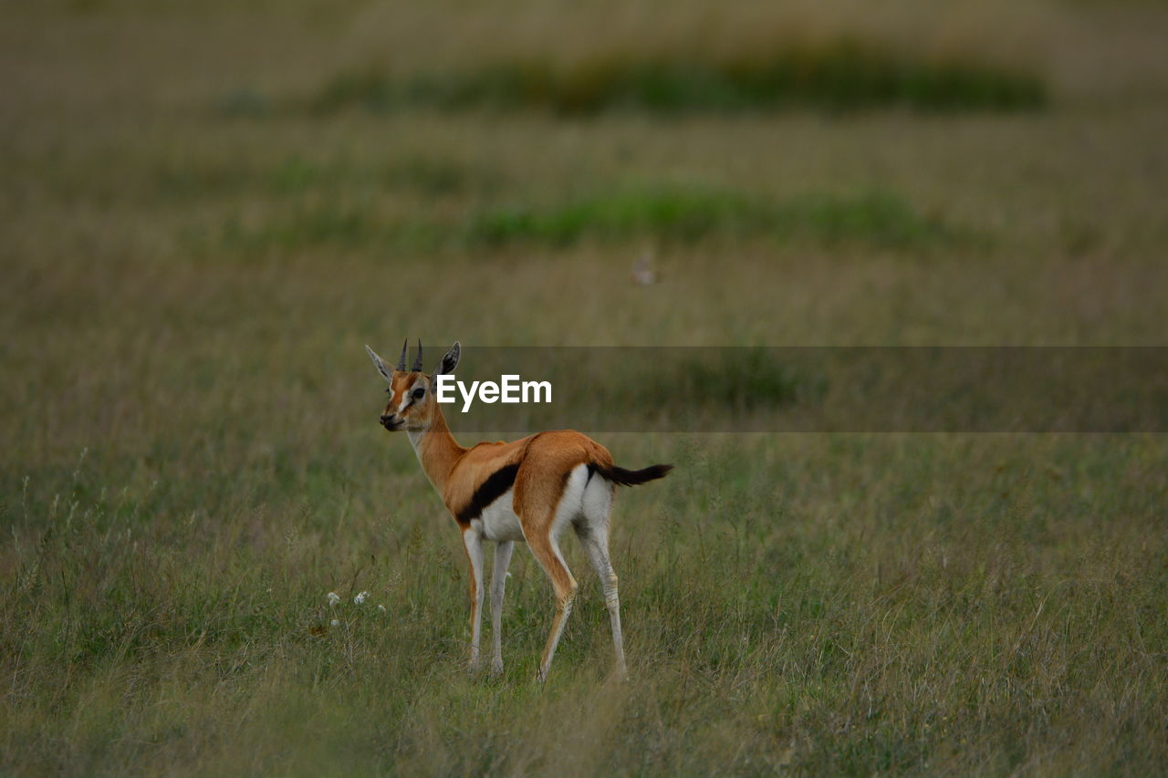 Antelope on grassy field