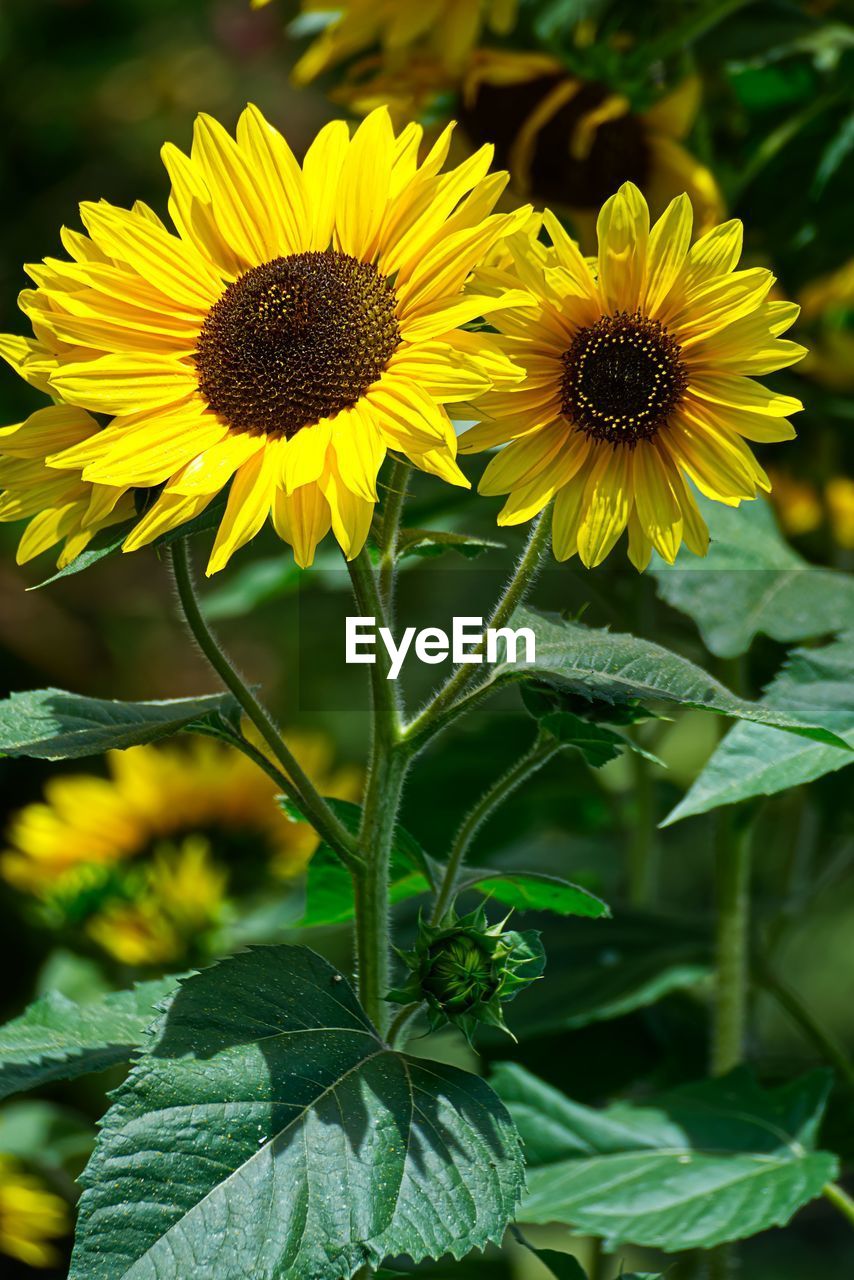 Close-up of yellow flowering plant