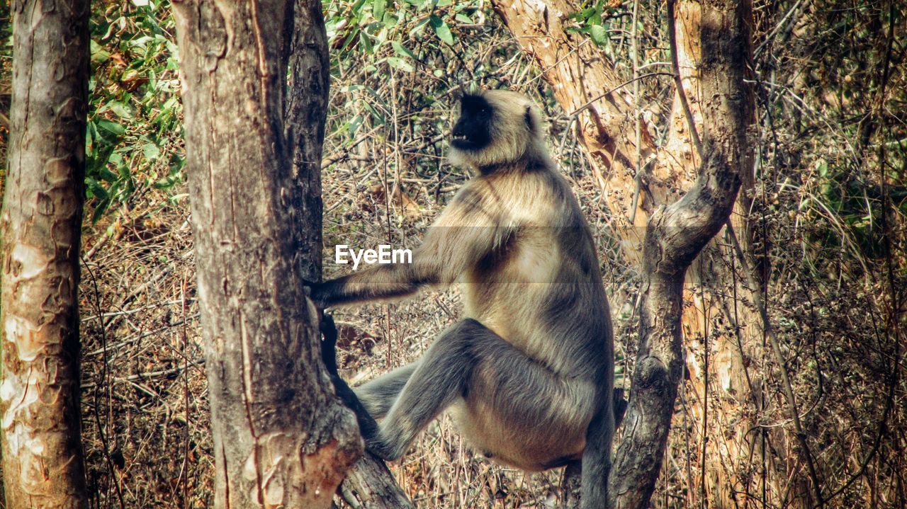 MONKEY SITTING ON TREE TRUNK