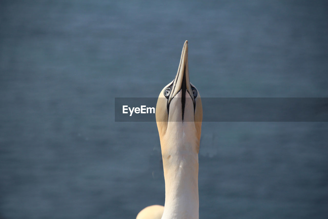 Close-up of gannet against sea