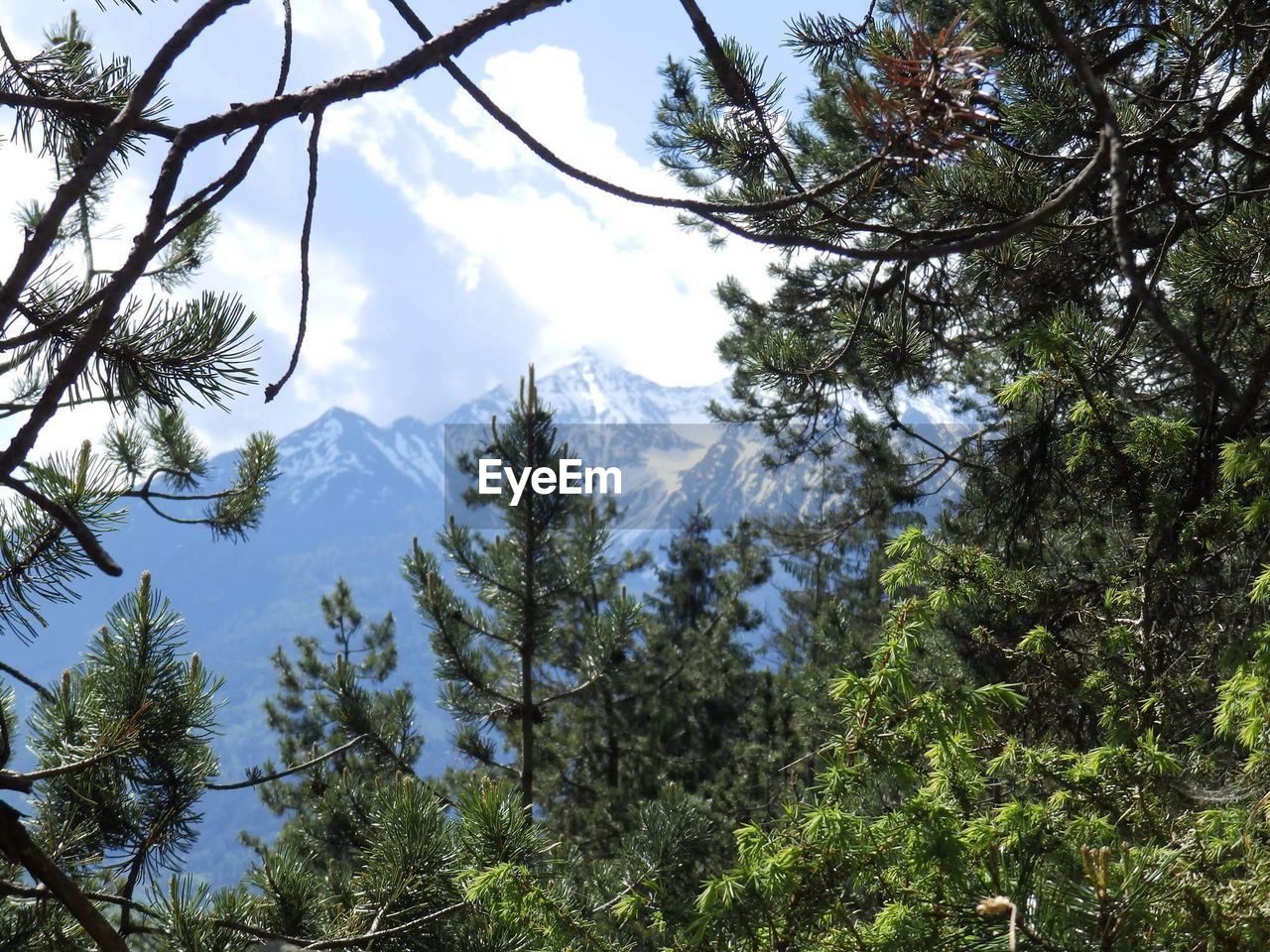 LOW ANGLE VIEW OF TREES AND MOUNTAINS AT THE SKY