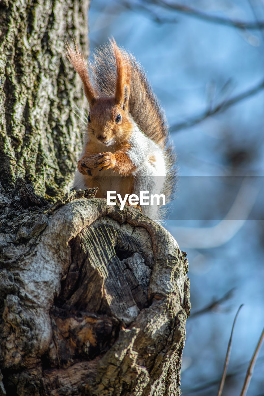 CLOSE-UP OF SQUIRREL ON TREE
