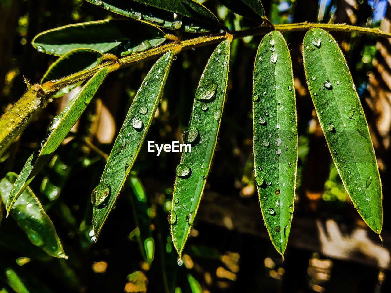 Close-up of wet plant leaves during rainy season