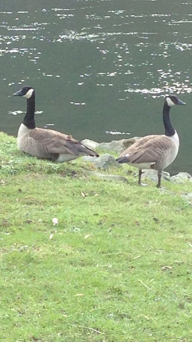 BIRD ON LAKE