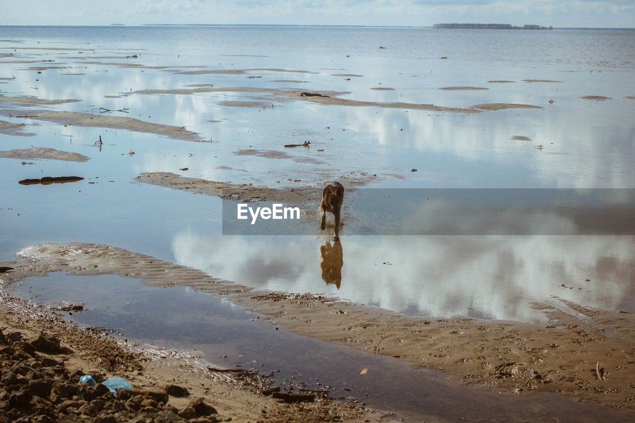 High angle view of dog walking at beach