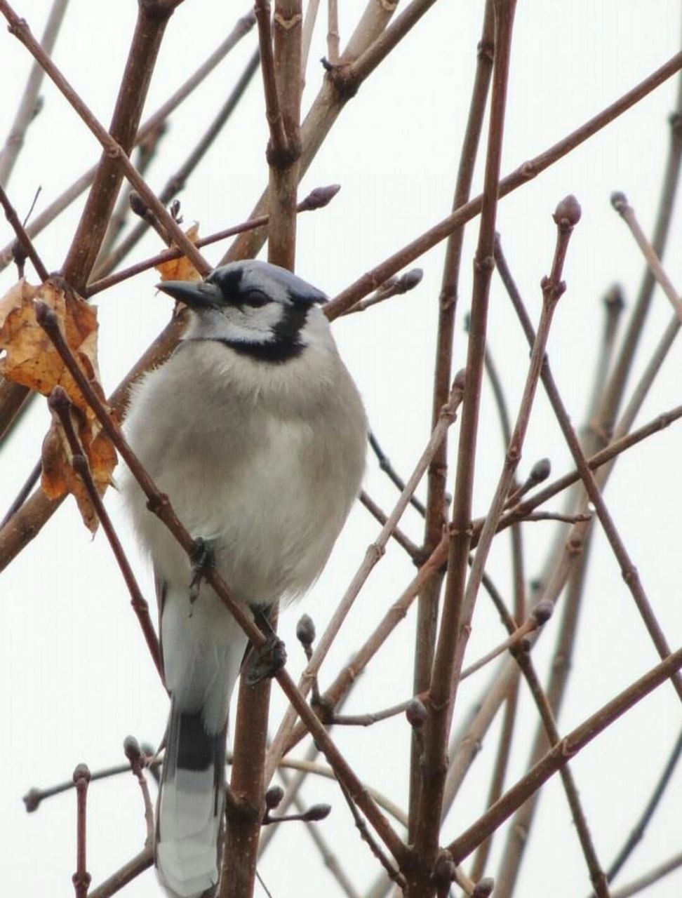 Close-up of blue jay perching on branch