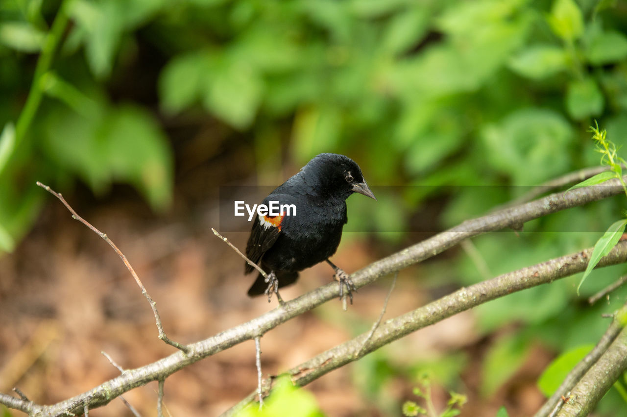 animal themes, animal, animal wildlife, bird, wildlife, one animal, nature, tree, plant, branch, black, blackbird, perching, beak, no people, outdoors, environment, land, beauty in nature, forest, day, wilderness