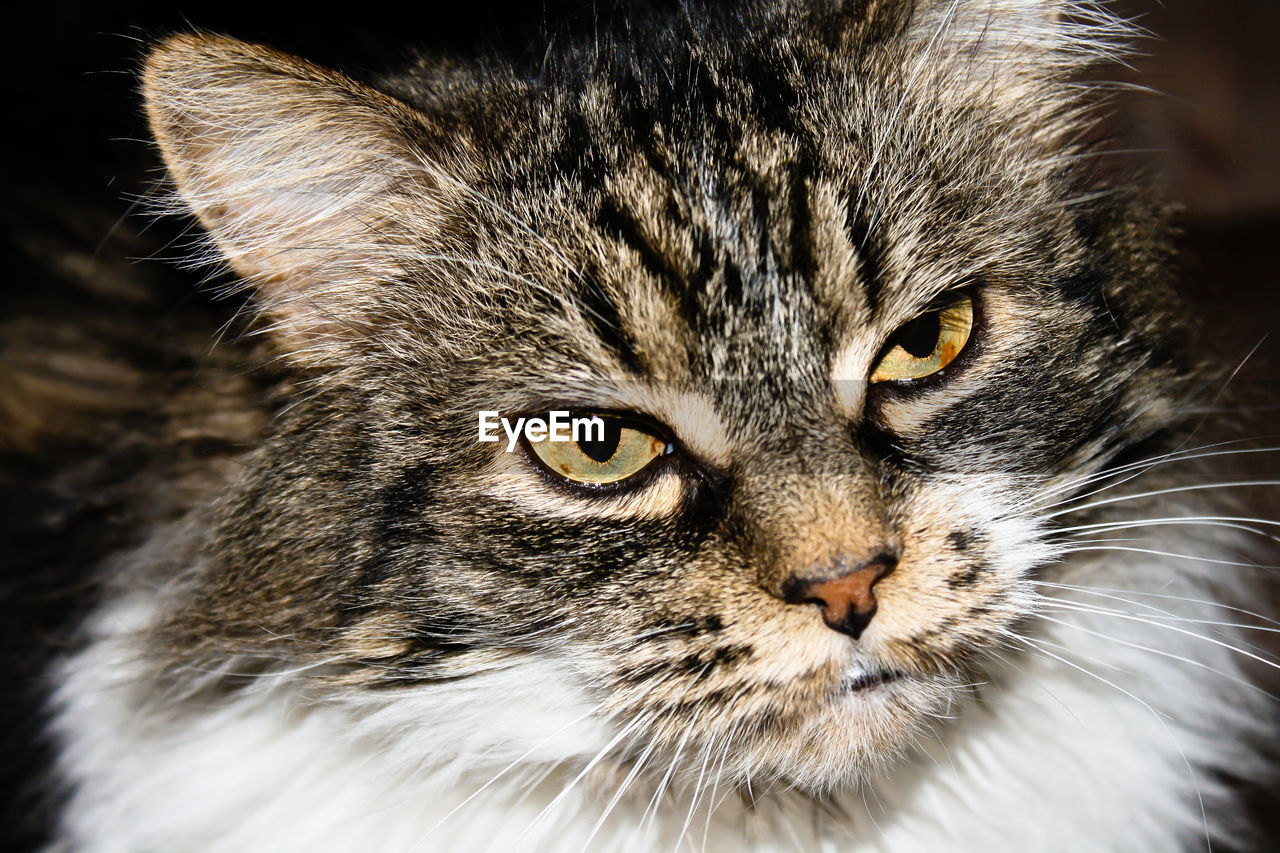 Close-up portrait of cat